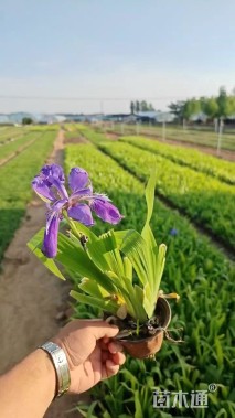 高度30厘米蓝花鸢尾