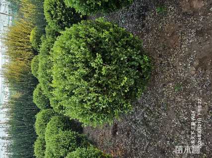 冠幅120厘米瓜子黄杨球