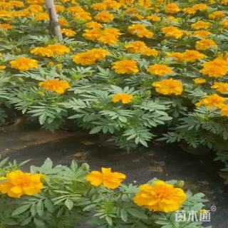 高度30厘米孔雀草