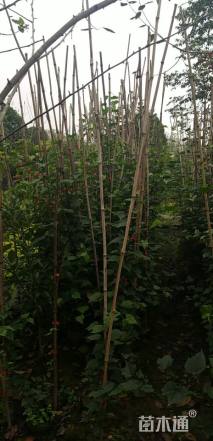 风铃草