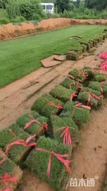 草卷状马尼拉草