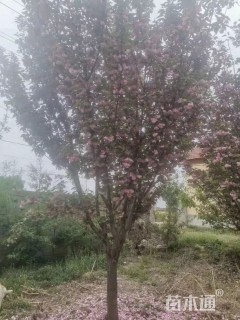 12公分日本晚樱