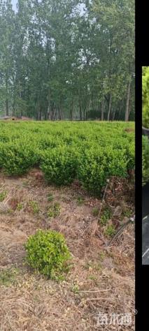 冠幅80厘米卫矛球