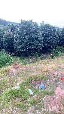 高度220厘米耐冬茶花