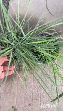 茅冠草120杯高20