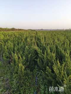 高度50厘米龙柏