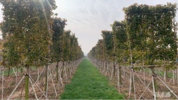 8公分造型三角枫