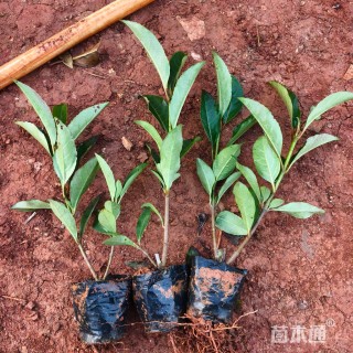 高度25厘米法国冬青