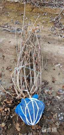 高度100厘米锦带