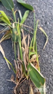 高度45厘米再力花