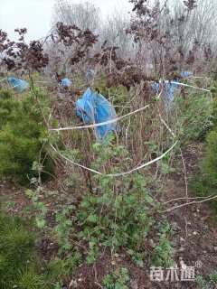 高度120厘米高丛珍珠梅