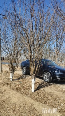 11公分西府海棠