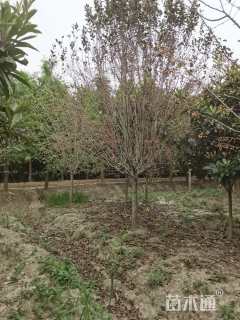 12公分北美海棠