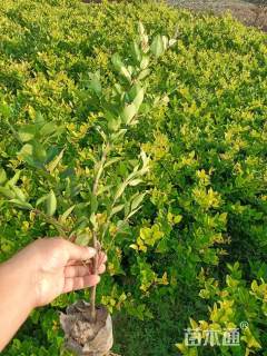 高度40厘米金森女贞小苗