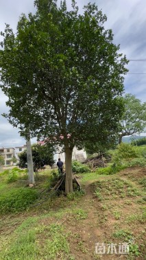 25公分香泡