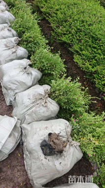 高度20厘米满天星