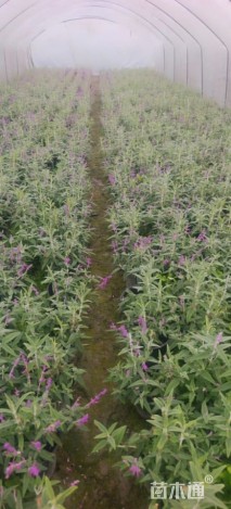 高度25厘米墨西哥鼠尾草