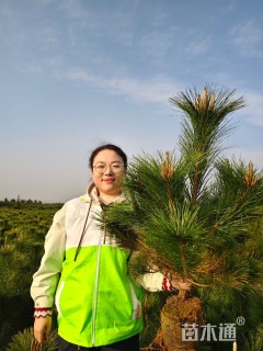 高度60厘米油松