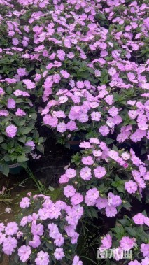 高度30厘米凤仙花