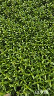 高度30厘米香彩雀