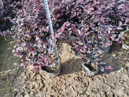 高度20厘米红花继木