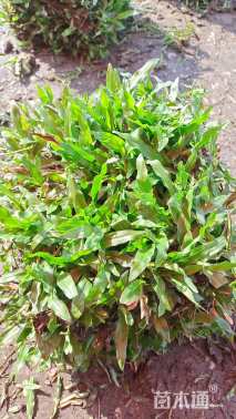 大叶油草