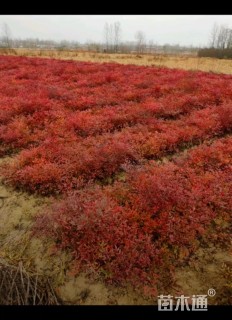 高度40厘米南天竹