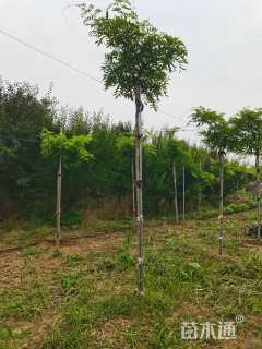 350厘米多花紫藤