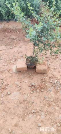 高度40厘米火棘