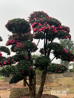 高度400厘米茶梅