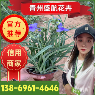 高度15厘米紫露草