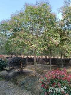 12公分大叶女贞