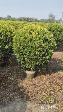 冠幅180厘米金森女贞球