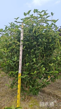 高度200厘米中华木绣球