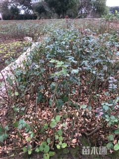 高度30厘米红帽子月季小苗