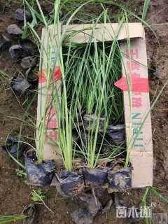 高度40厘米矮蒲苇