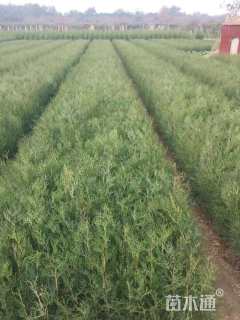 高度40.厘米侧柏