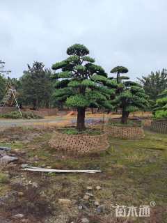 移栽苗造型罗汉松