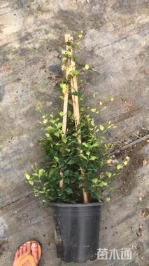 高度150厘米茉莉花