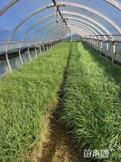 高度30厘米狼尾草