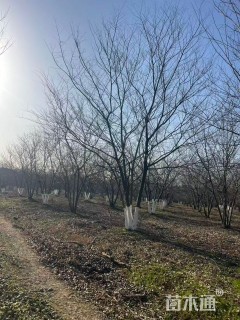 45公分丛生朴树