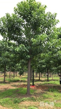 11公分梓树