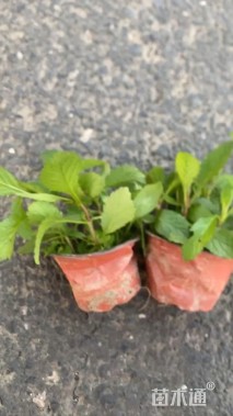 高度10厘米马鞭草