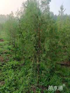 高度1500厘米侧柏