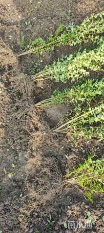 高度40厘米小叶女贞