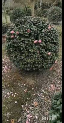 冠幅180厘米茶梅球