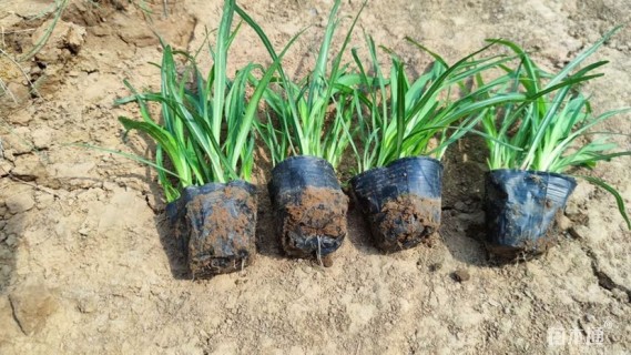 高度22厘米蛇鞭菊