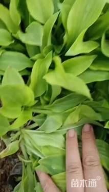 高度30厘米金边玉簪