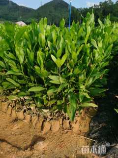 0.4公分马占相思