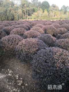 冠幅180厘米红花继木球